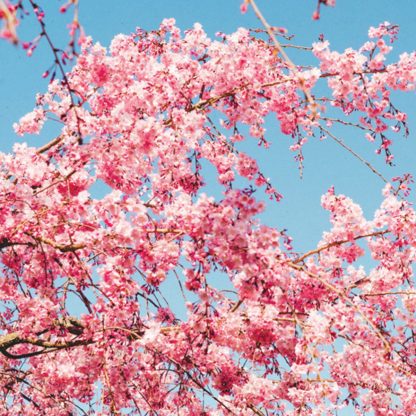 Back of the Sport 2010-2019 Discography, showing a tree with pink blossoms in front of a clear blue spring / summer sky.