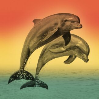 Cover of the Hildegard von Binge Drinking "Echo Der Delfine" LP showing two jumping dolphins on a rainbow colored background